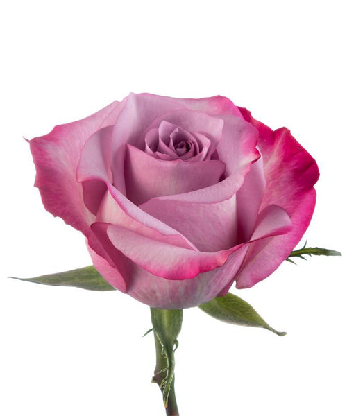 Lavender Roses