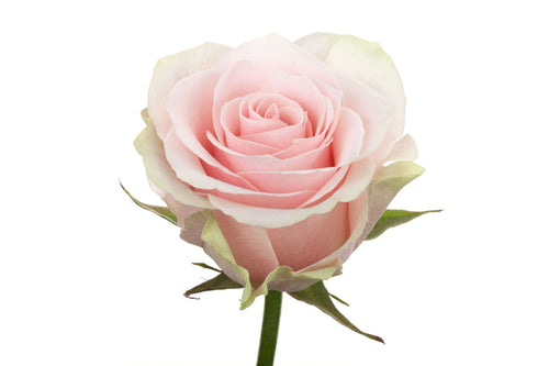 Light Pink Roses
