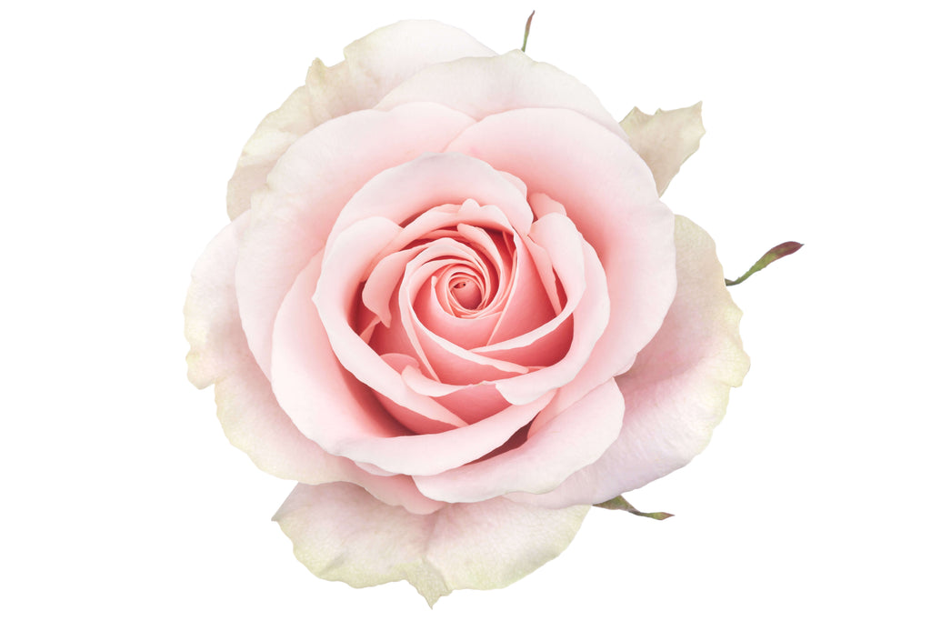 Light Pink Roses