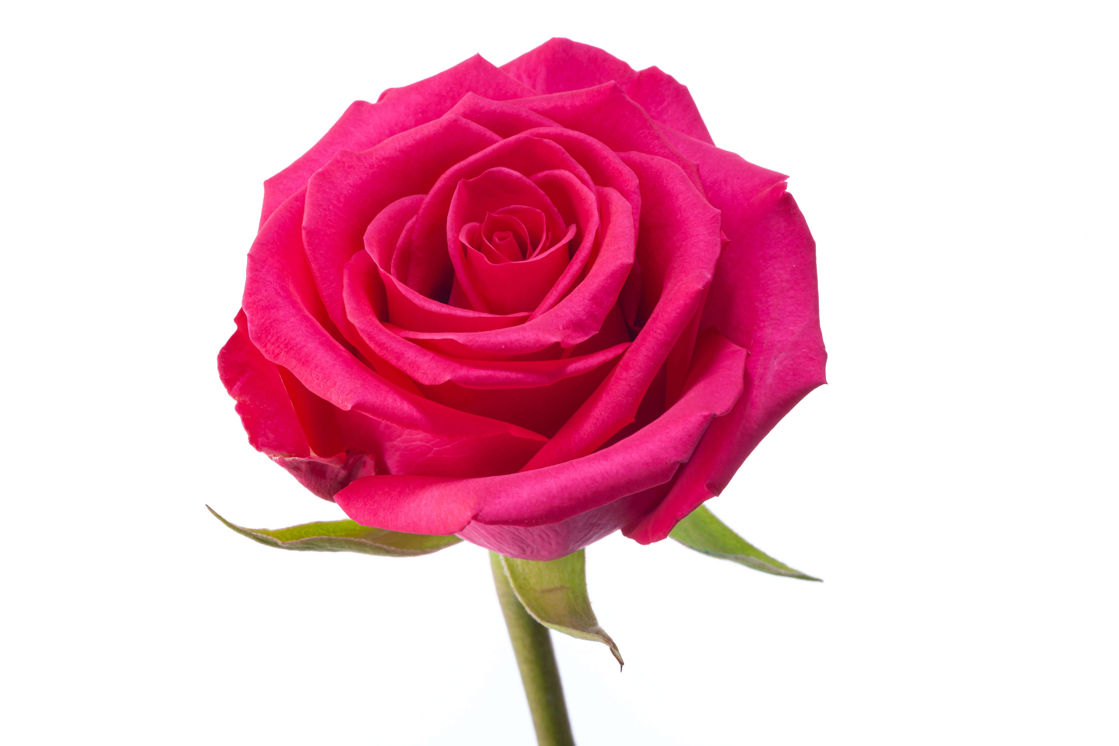 Dark Pink Roses